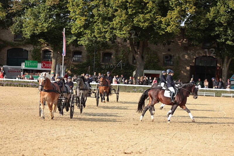 Warendorf State Stud, Stallion Parade, Apprentice Show