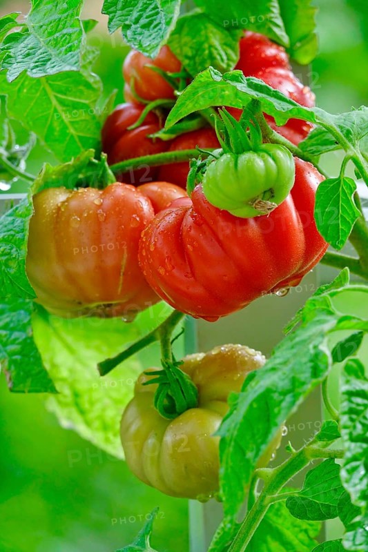 Tomatoes on the vine, August, Germany, Europe