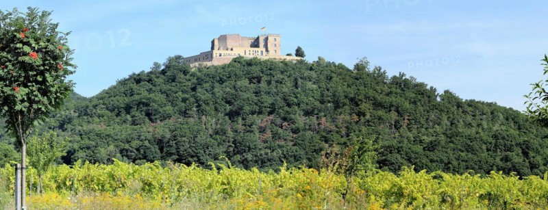 View from the vines to the Haard with Hambach Castle in the background