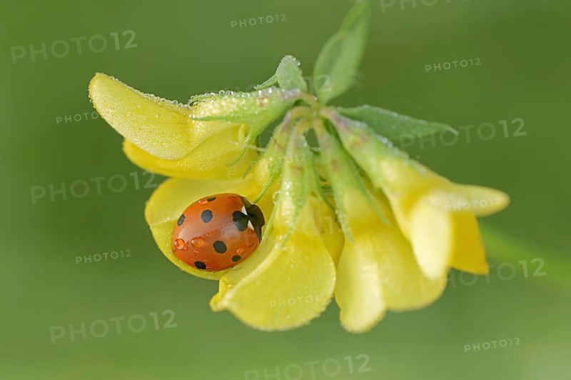 Seven-spott ladybird (Coccinella septempunctata) on common hornwort (Lotus corniculatus), North Rhine-Westphalia, Germany, Europe