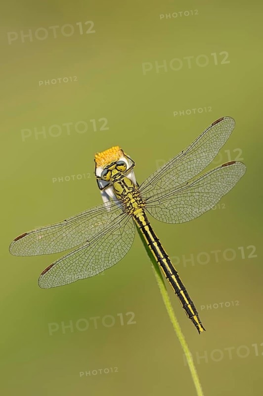 Western clubtail (Gomphus pulchellus), female, Provence, southern France