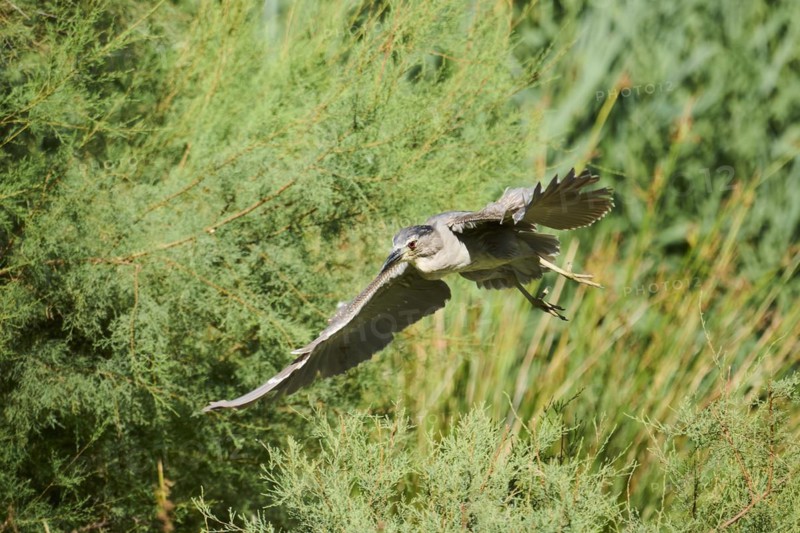 Black-crowned night heron (Nycticorax nycticorax) youngster flying, Camargue, France, Europe