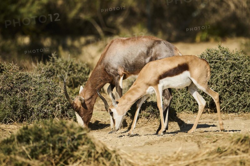 Springbok (Antidorcas marsupialis) and Bontebok (Damaliscus pygargus), standing in the dessert, captive, distribution Africa