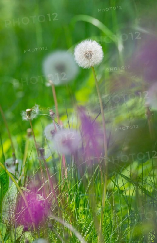 Detailed photograph of dandelions with blurred purple flowers in the foreground, common dandelion (Taraxacum ruderalia) on a green meadow, seed head with seeds on a parasol (pappus), parasol flyer, macro shot, close-up, spring, spring, summer, Allertal, Lower Saxony, Germany, Europe