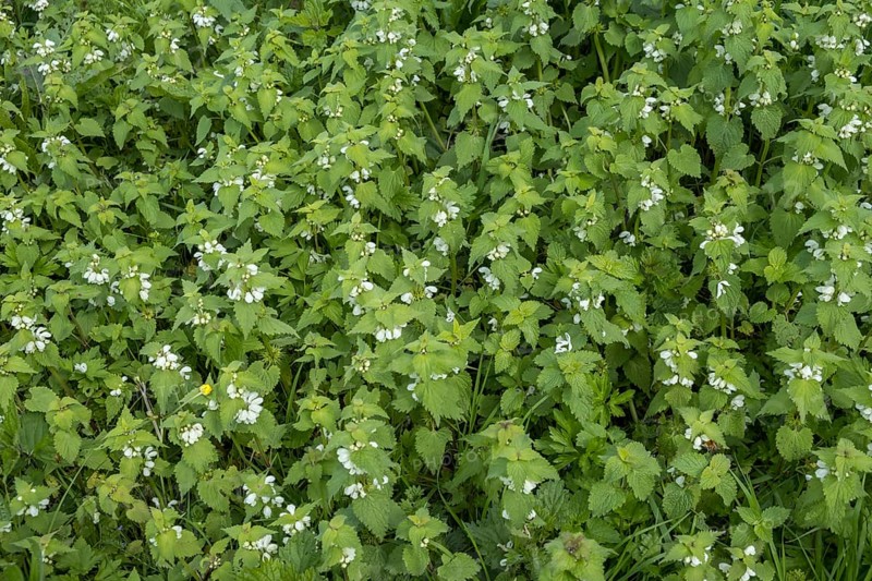 White nettle (Lamium album) in flower