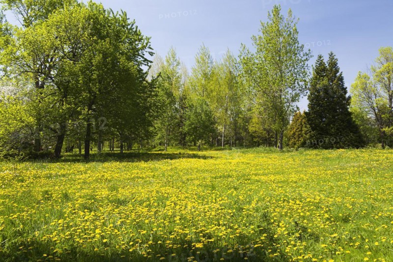 Green grass field with yellow Taraxacum, Dandelion flowers bordered by deciduous and evergreen trees in spring, Quebec, Canada, North America