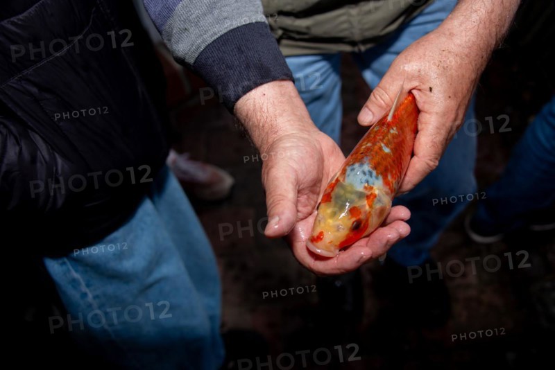 Someone carefully examines a koi carp for diseases, Germany, Europe