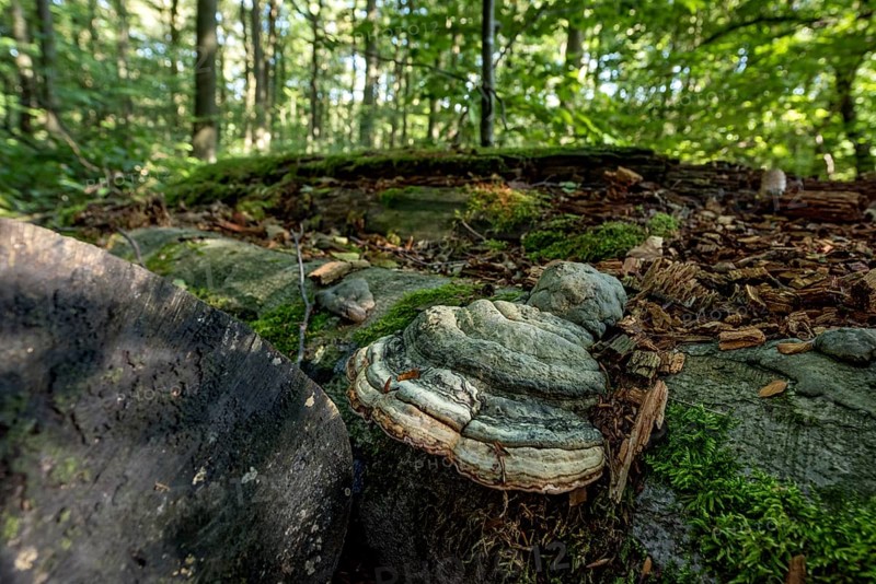 Dead common beeches (Fagus sylvatica), dead wood, moss, Tinder Fungus (Fomes fomentarius), beech forest, Hoherodskopf summit, Tertiary volcano, Schotten, Vogelsberg Volcanic Region nature park Park, Hesse, Germany, Europe