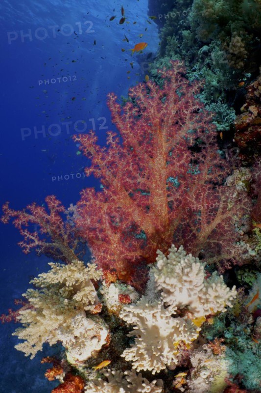 Hemprich's tree coral (Dendronephthya hemprichi), dive site Habili Jaffa, St Johns Reef, Saint Johns, Red Sea, Egypt, Africa