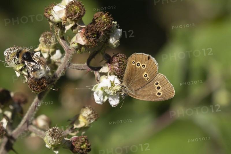 Ringlet (Aphantopus hyperantus) butterfly feeding on a Bramble flower in a woodland, Suffolk, England, United Kingdom, Europe