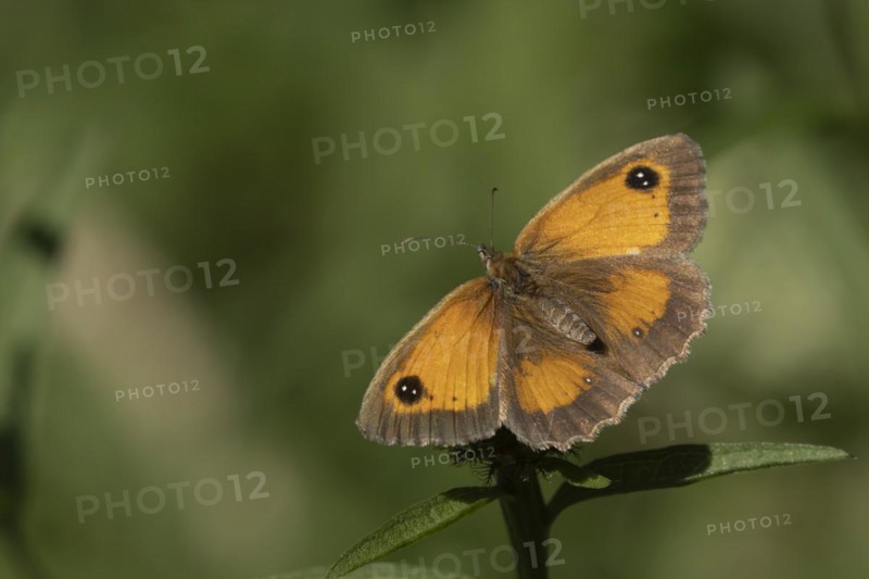 Gatekeeper (Pyronia tithonus) butterfly resting on a Knapweed flower in the summer, Suffolk, England, United Kingdom, Europe