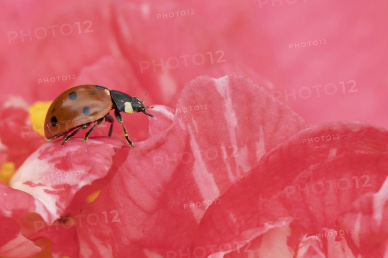 Seven-spot ladybird (Coccinella septempunctata) adult insect on a pink garden Camellia flower in springtime, Suffolk, England United Kingdom