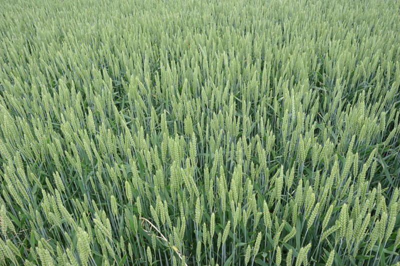 Field with wheat or common wheat (Triticum aestivum, Triticum vulgare), North Rhine-Westphalia, Germany, Europe