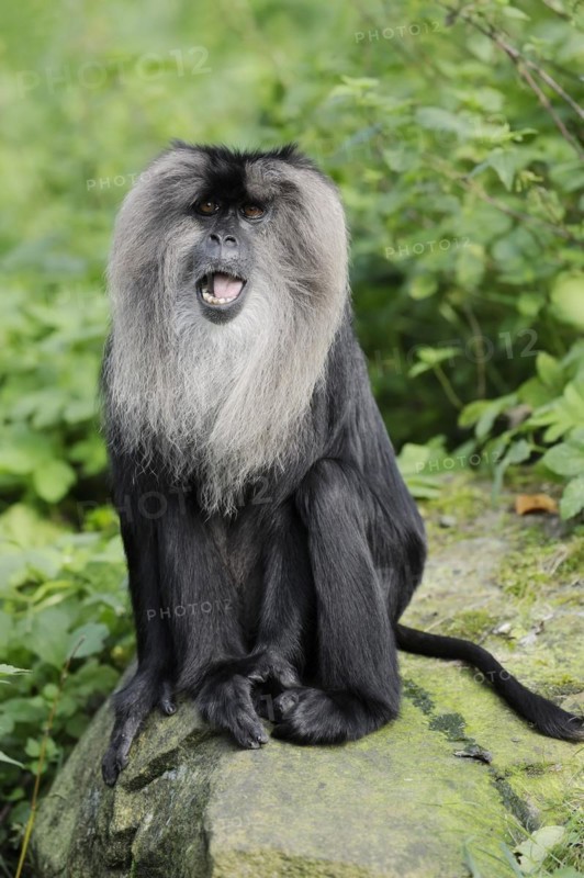 Lion-tailed macaque (Macaca silenus), captive, occurring in India