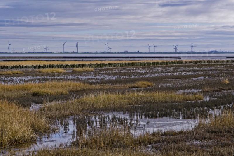Wadden landscape on the coast of the Nordstrand peninsula in the Schleswig-Holstein Wadden Sea National Park. UNESCO World Heritage Site. Schleswig-Holstein, Germany, Europe