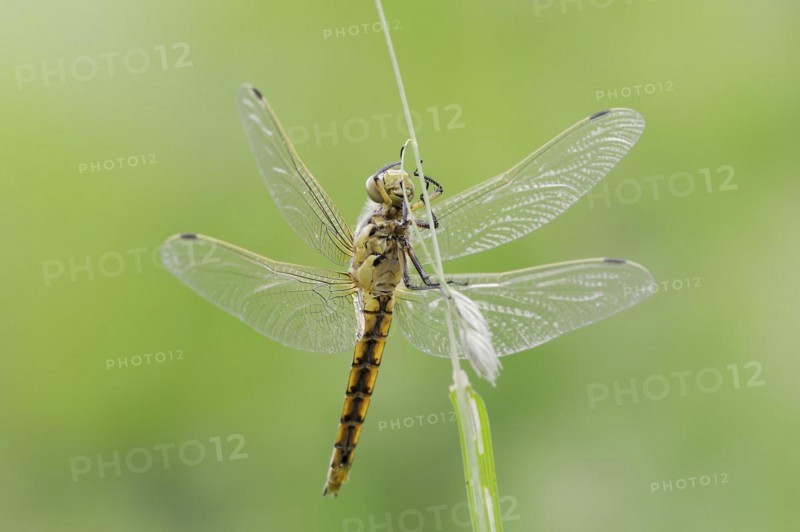 Black-tailed skimmer (Orthetrum cancellatum), female, North Rhine-Westphalia, Germany, Europe