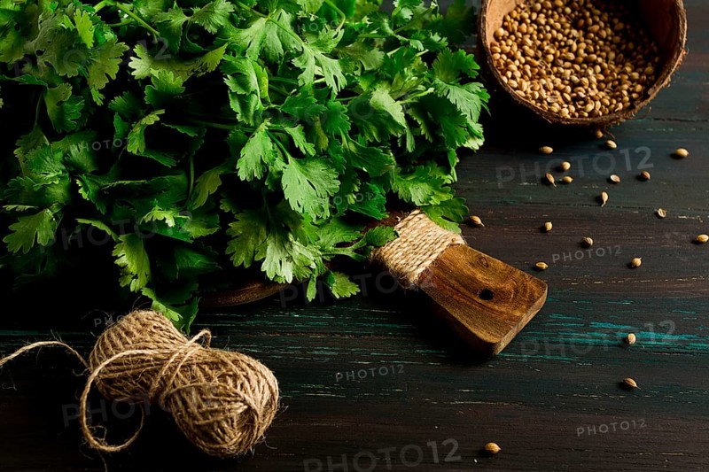 Bunch of fresh Cilantro, coriander seeds, on a dark wooden table, close-up, top view, no people. food and drink