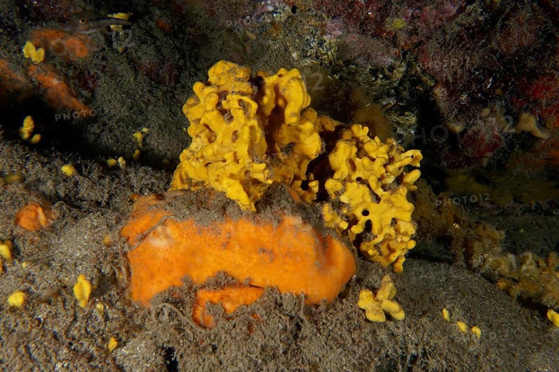 Yellow lamellar white sponge (Axinella damicornis) on a sandy seabed under water. Dive site Montana Amarilla, Costa del Silencio, Tenerife, Canary Islands, Spain, Europe