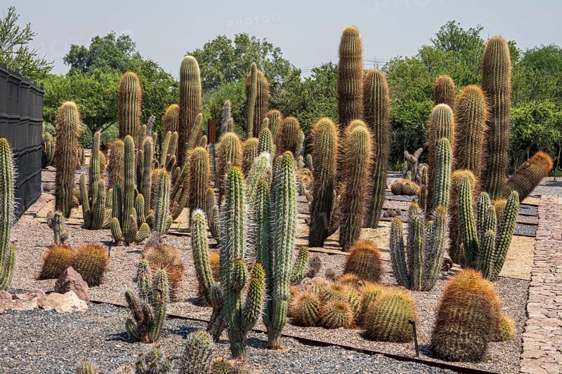Cactuses in botanic garden, Parque Quilapilún de Anglo American, Región Metropolitana, Chile, South America