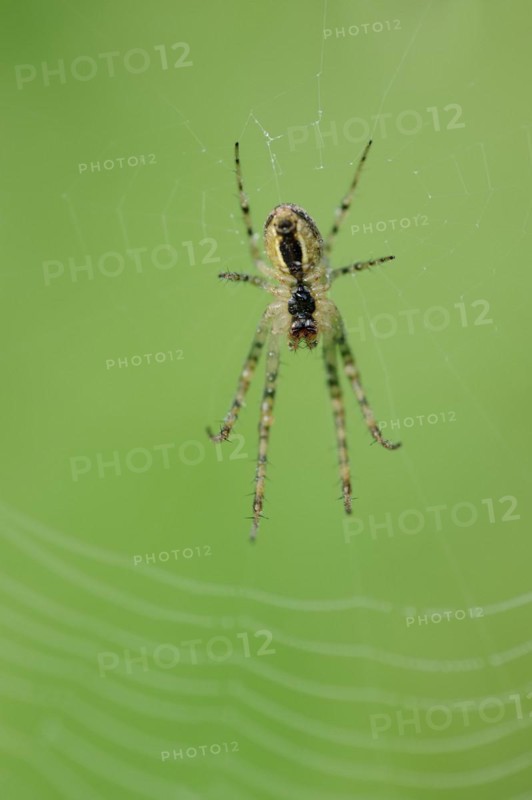 Autumn spider (Metellina segmentata, Meta segmentata) in a web, North Rhine-Westphalia, Germany, Europe