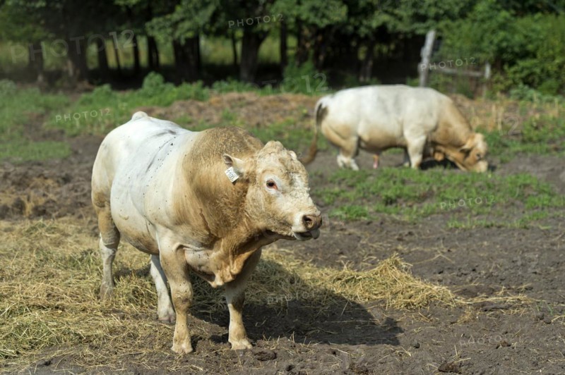 Hornless bull of the Charolais cattle breed on pasture, Lászlómajor Meierhof, Sarród, Fertö-Hanság National Park Hungary