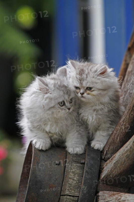 Persian cat, long-haired cat