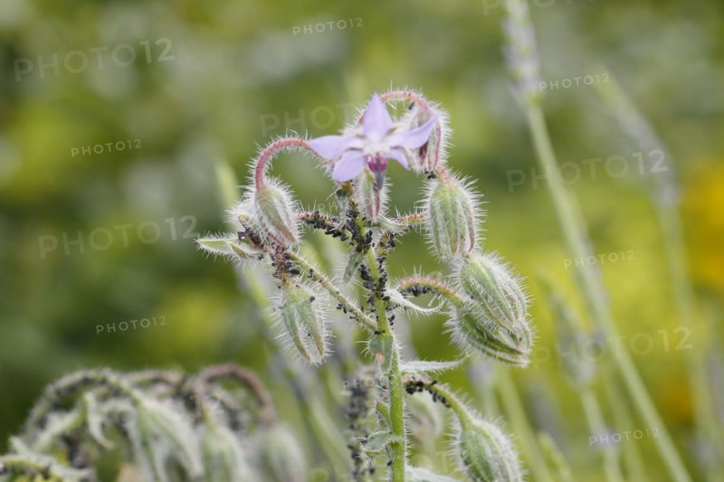 Borage (Borago officinalis), flowers and buds, with black bean aphids (Aphis fabae) North Rhine-Westphalia, Germany, Europe