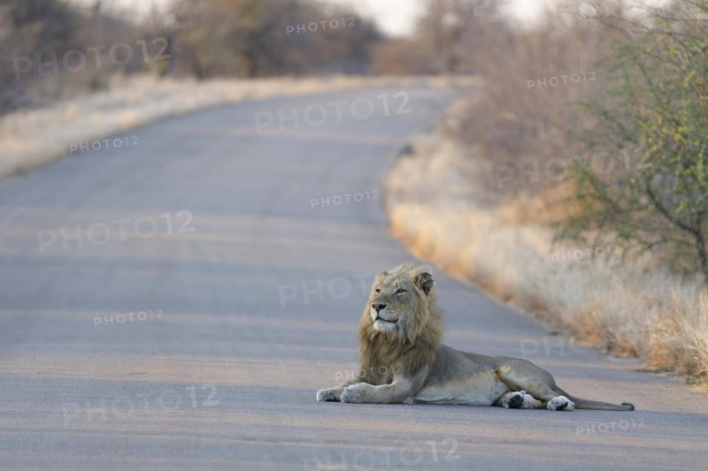 African lion (Panthera leo melanochaita), adult male lying on the asphalt road, head up, attentive, evening light, Kruger National Park, South Africa, Africa