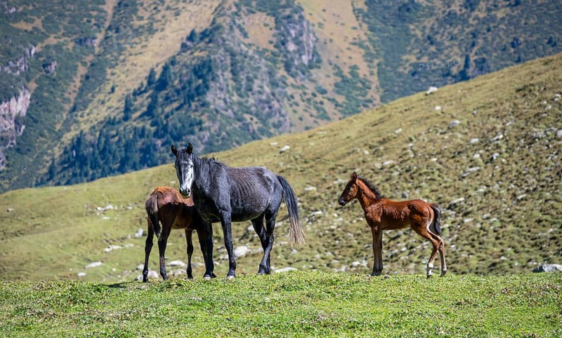 Horses with foals, Keldike Valley on the way to the Ala Kul Pass, Tien Shan Mountains, Kyrgyzstan, Asia