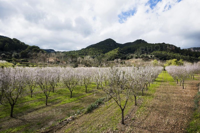 Flowering almond tree (Prunus dulcis), near Valdemossa, Serra de Tramuntana, Majorca, Balearic Islands, Spain, Europe