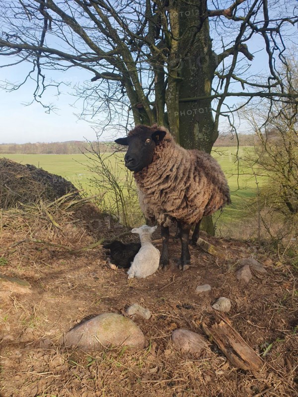 Black-headed domestic sheep (Ovis gmelini aries) with two lambs, Mecklenburg-Western Pomerania, Germany, Europe