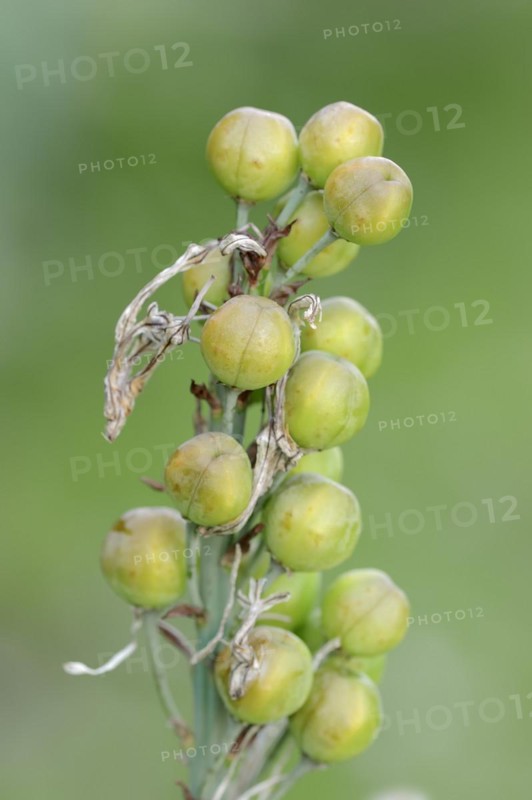 White asphodel (Asphodelus albus), fruit clusters, Provence, southern France
