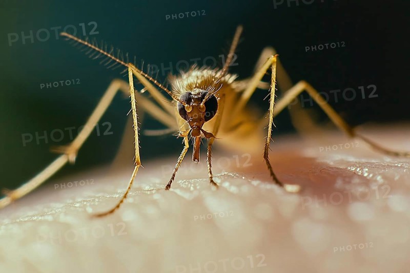Close up of mosquito insect on human skin. Generative Ai, AI generated