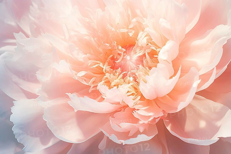 Close up of cream colored peony spring flower. KI generiert, generiert AI generated