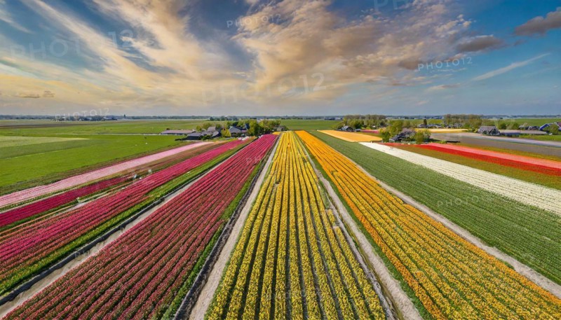 Agriculture, dense, intensely colourful flowering tulip field, in Holland, AI generated, AI generated