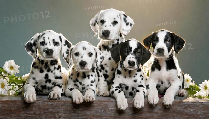 Pets, Dog, Dalmatian, Puppies, AI-generated, AI generated