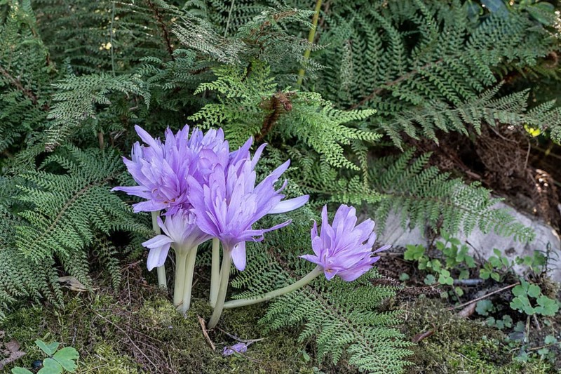 Autumn crocus (Colchicum autumnale Waterlily), Emsland, Lower Saxony, Germany, Europe