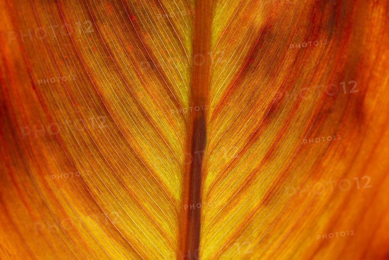Pretoria Canna Lily (Canna indica) Russian Red, leaf, detail, Germany, Europe