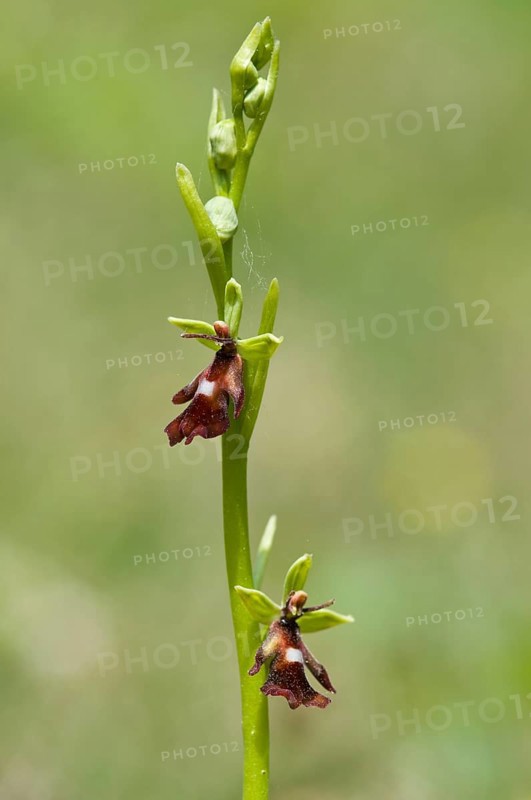 Fly orchid (Ophrys insectifera), Lower Saxony, Germany, Europe