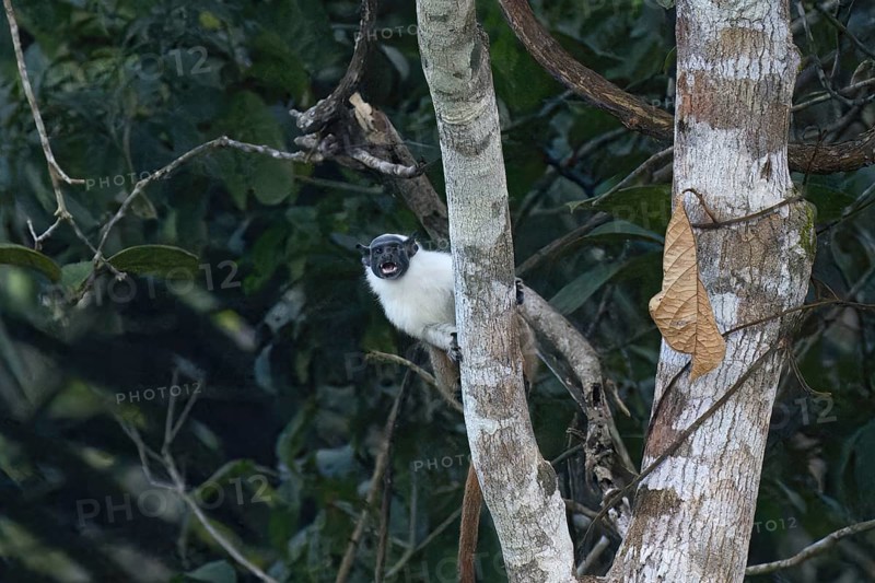 Brazilian bare faced tamarin, Saguinus bicolor, Amazon basin, Brazil, South America