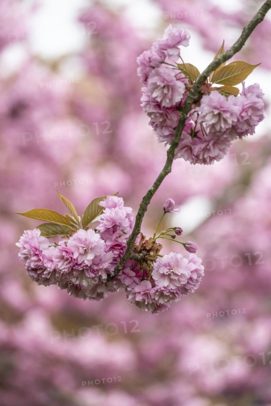 Japanese flowering cherry (Prunus serrulata Kanzan), Emsland, Lower Saxony, Germany, Europe