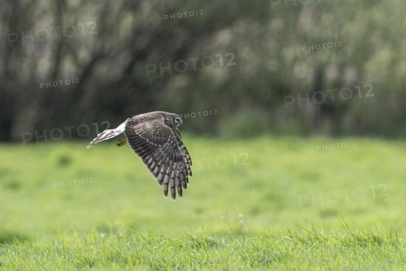 Hen harrier (Circus cyaneus), Emsland, Lower Saxony, Germany, Europe