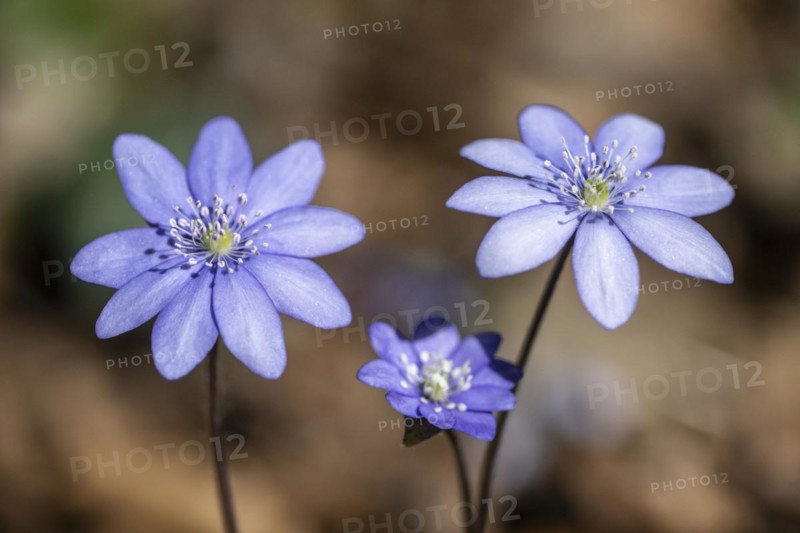 Liverwort (Hepatica nobilis), North Rhine-Westphalia, Germany, Europe