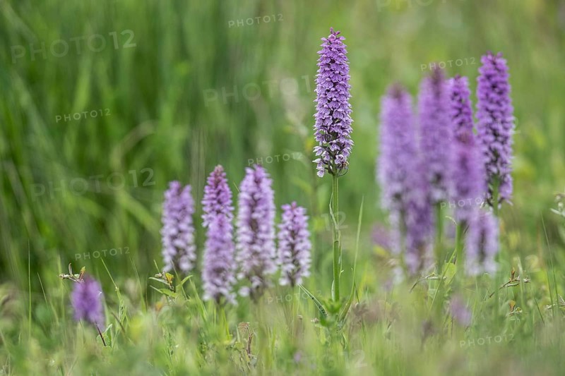 Southern marsh orchid (Dactylorhiza praetermissa), Emsland, Lower Saxony, Germany, Europe