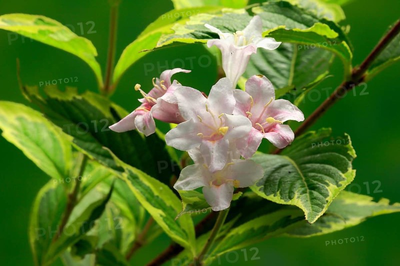 Weigelas (Weigela), flowering, flower, Ellerstadt, Germany, Europe