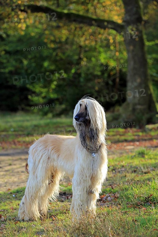 Afghan Hound, Afghan Greyhound, Sighthound