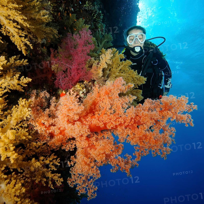 Female diver looking at reef wall drop off of colourful coral reef with soft corals (Dendronephthya), Red Sea, dive site Elphinstone Reef Reef, Egypt, Africa