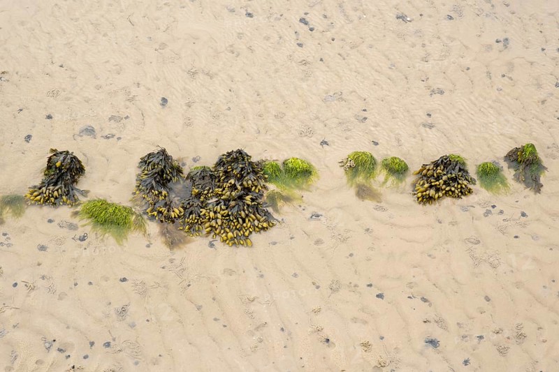 Wadden Sea at low tide with brown algae and piles of lugworms, North Sea, Föhr, North Sea island, North Frisia, Schleswig-Holstein, Germany, Europe
