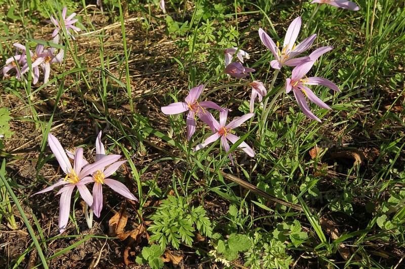 Meadow saffron (Colchicum autumnale) flowering specimens, Allgäu, Bavaria, Germany, Allgäu, Bavaria, Germany, Europe