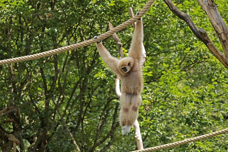White-handed gibbon (Hylobates lar), captive